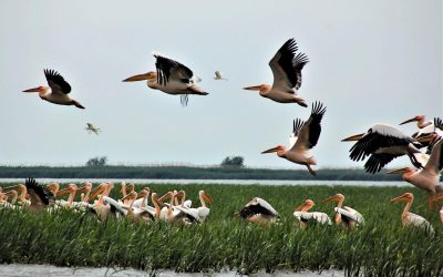 Ministra Mediului: Dezastru în Delta Dunării, fonduri europene pierdute