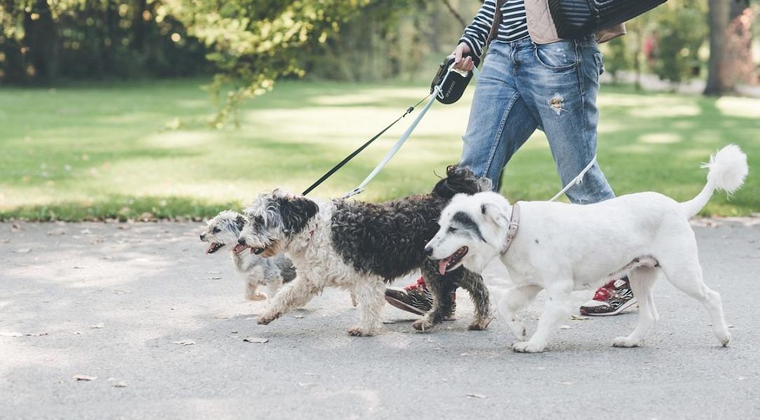 Sterilizare GRATUITĂ și cipire pentru maidanezi în București