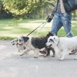 Sterilizare GRATUITĂ și cipire pentru maidanezi în București