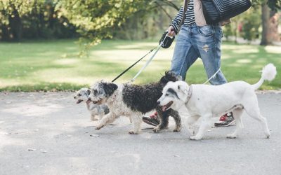 Sterilizare GRATUITĂ și cipire pentru maidanezi în București