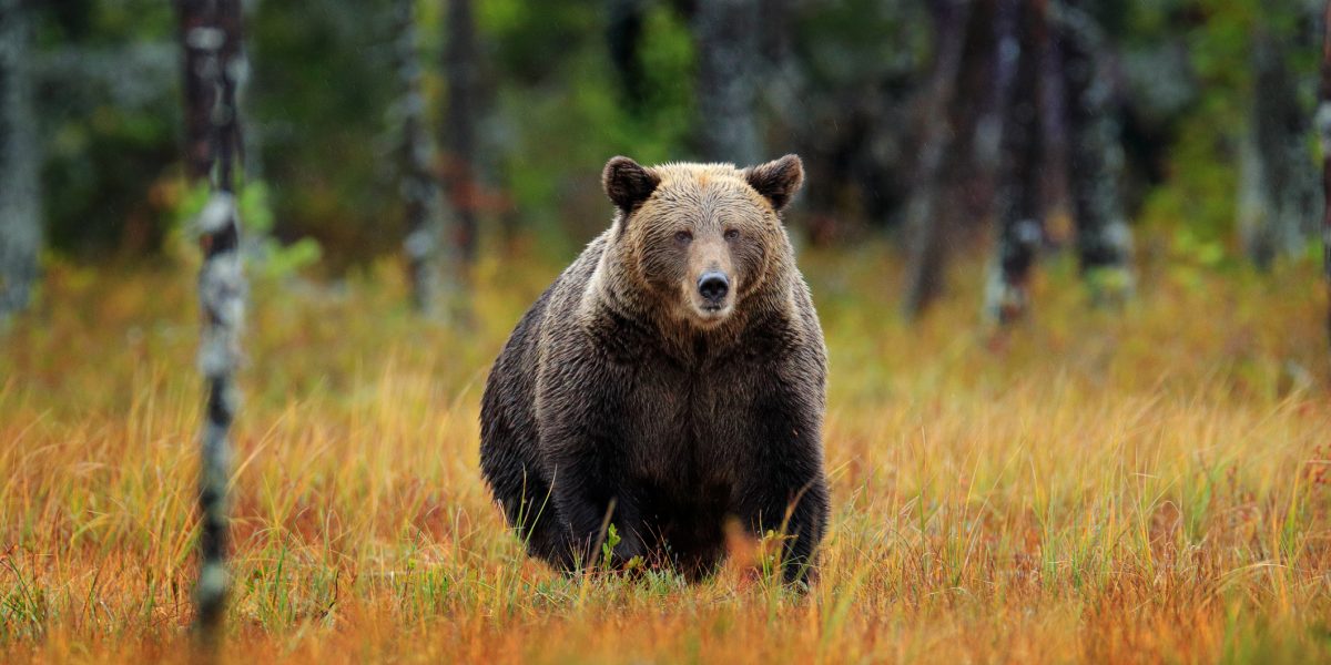 Urși, vânătoare dublă: Câți vor fi sacrificați în 2026? Decizia Parlamentului