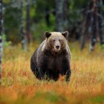 Urși, vânătoare dublă: Câți vor fi sacrificați în 2026? Decizia Parlamentului