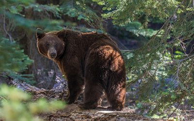 Urșii au invadat străzile comunei Prundu Bârgăului, județul Cluj, avertizează Primarul Doru Crișan