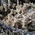 Razim-Sinoie: Sezonul de eliberare a icrelor de șalău s-a încheiat