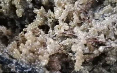 Agenția de presă Rador anunță demararea programului de refacere a stocurilor de șalău din Complexul Razim–Sinoie, primele etape având loc la finalul lunii martie