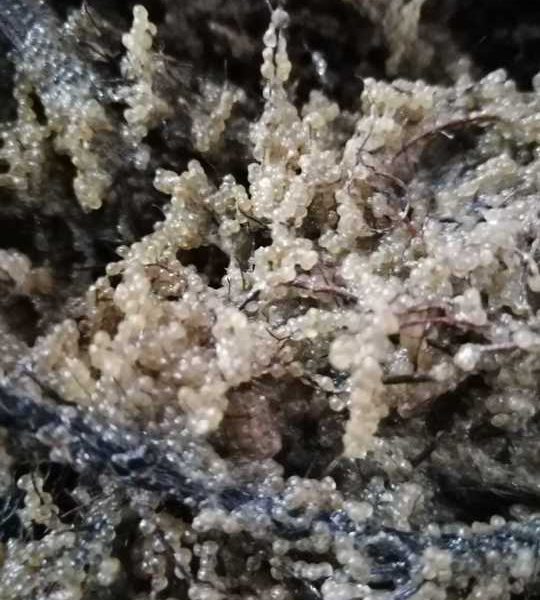 Razim-Sinoie: Sezonul de eliberare a icrelor de șalău s-a încheiat