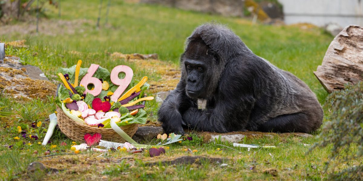 Fatou, cea mai bătrână gorilă, sărbătorită la Grădina Zoologică din Berlin
