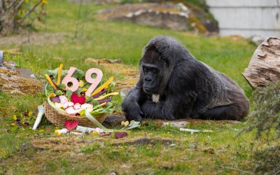 Fatou, cea mai bătrână gorilă, sărbătorită la Grădina Zoologică din Berlin