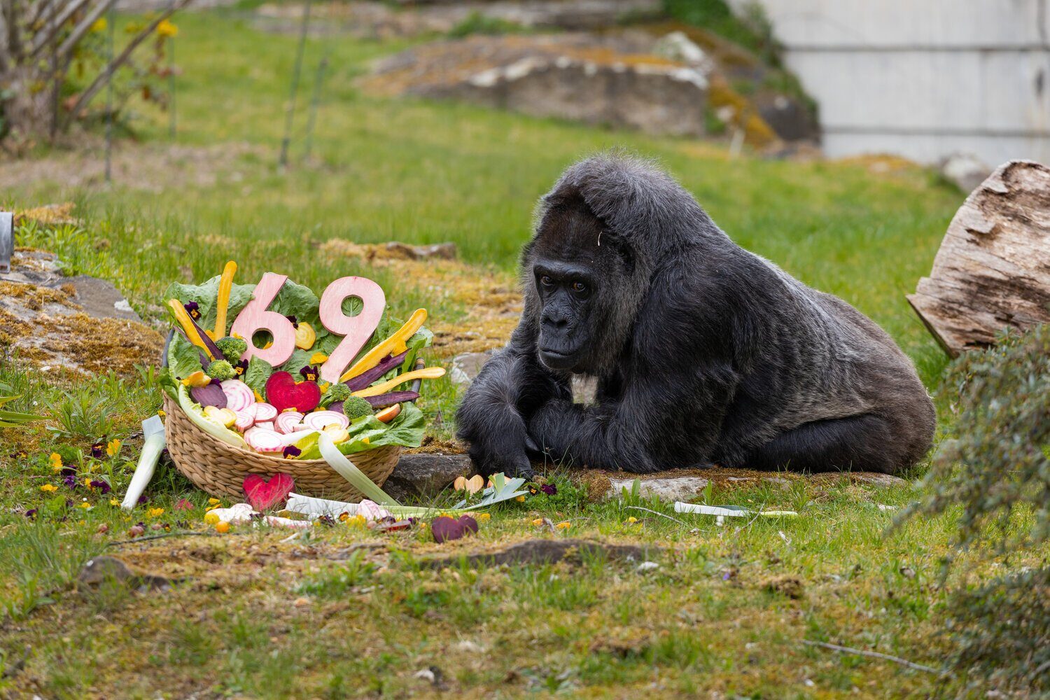Fatou, cea mai bătrână gorilă, sărbătorită la Grădina Zoologică din Berlin