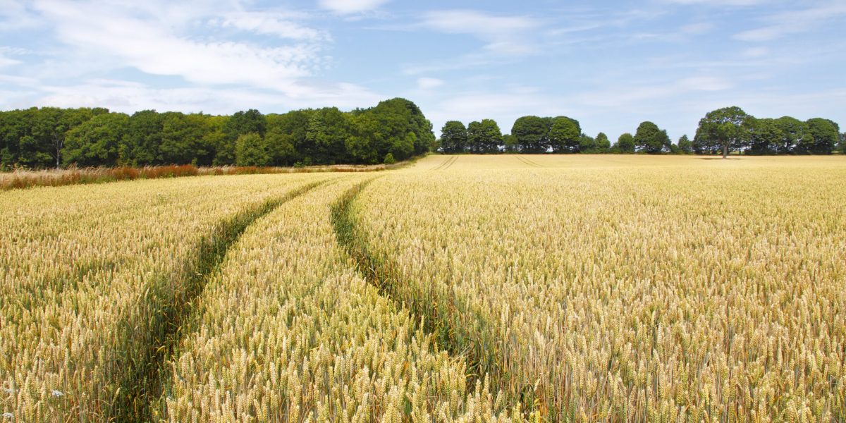 Agricultorii din Republica Moldova, sprijin consistent în 2026: ce ajutoare primesc