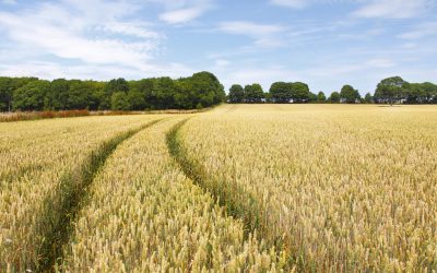 Agricultorii din Republica Moldova, sprijin consistent în 2026: ce ajutoare primesc