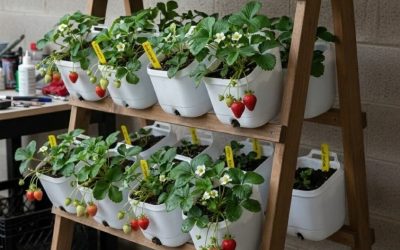 Grădină de legume acasă: Ghid practic, costuri mici și greșeli de evitat