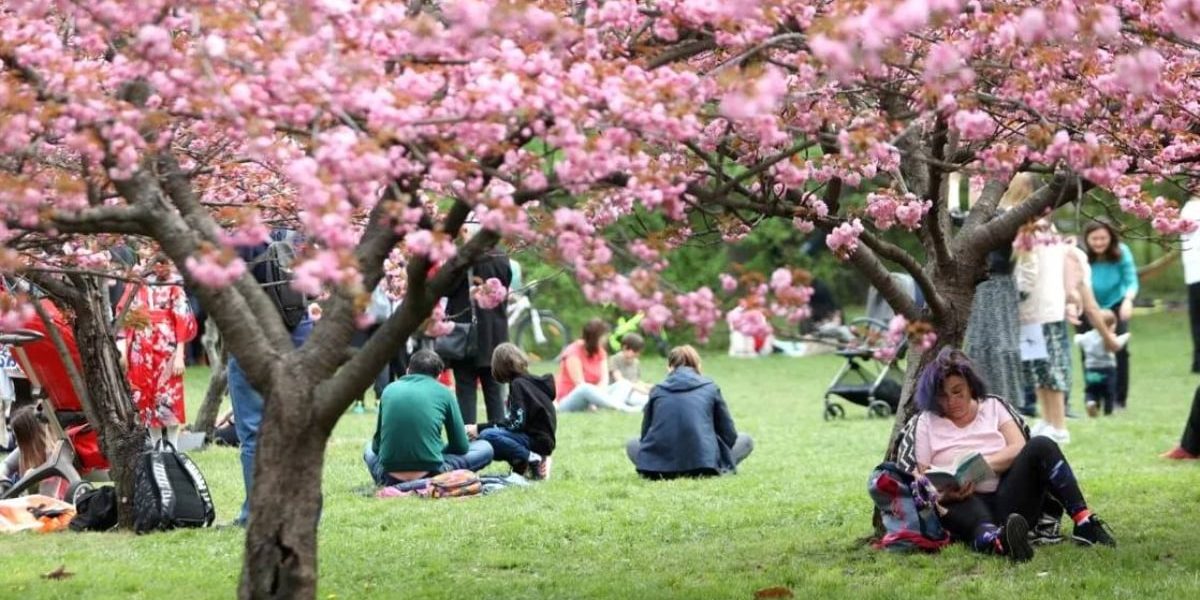 Marea grădină japoneză din București: „Am ajuns la 85”