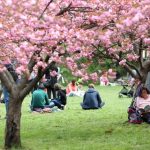 Marea grădină japoneză din București: „Am ajuns la 85”