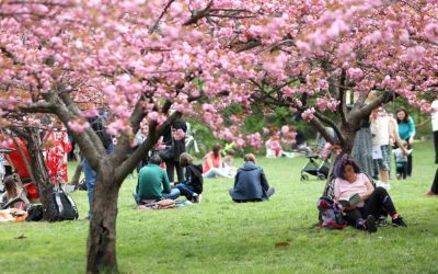 Marea grădină japoneză din București: „Am ajuns la 85”