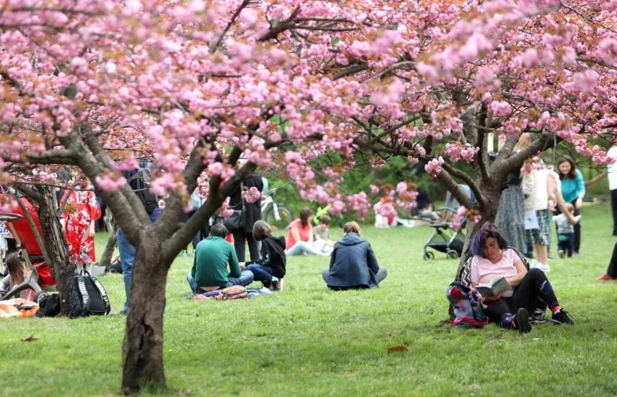 Marea grădină japoneză din București: „Am ajuns la 85”