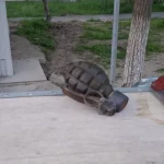 Grenadă defensivă, descoperită la Galați: Pirotehniștii, alertați