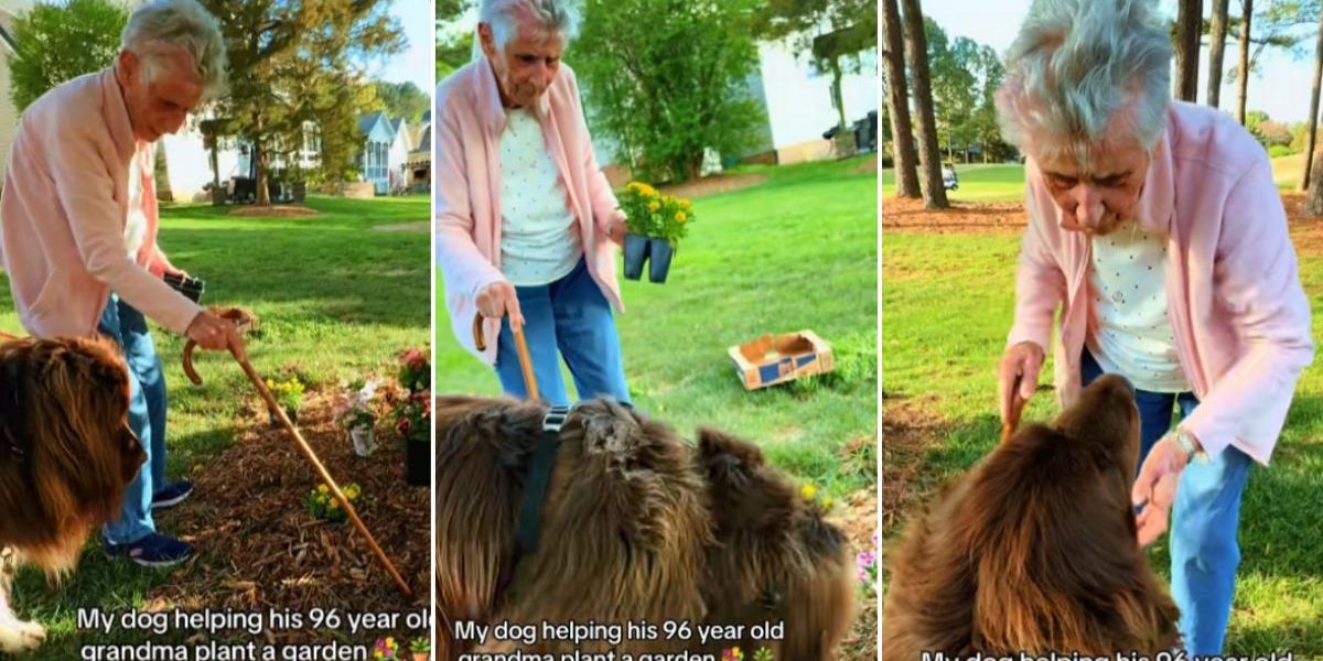 Bătrânica de 96 de ani și câinele-săpător. Imagini virale din grădină