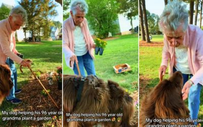 Bătrânica de 96 de ani și câinele-săpător. Imagini virale din grădină