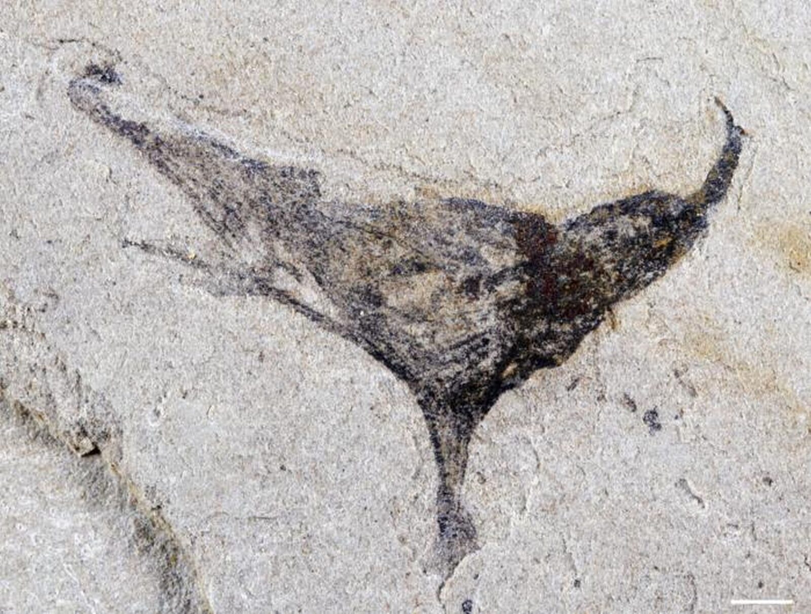 Descoperire revoluționară în China: fosilele din perioada Ediacaran modifică înțelegerea evoluției vieții complexe O serie de fosile recente, descoperite în sud-vestul Chinei, schimbă fundamental modul în care oamenii de știință percep evoluția vieții multicelulare și apariția animalelor complexe