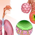 Inflamația cronică, „dușmanul invizibil”: Cum ne afectează sănătatea, azi