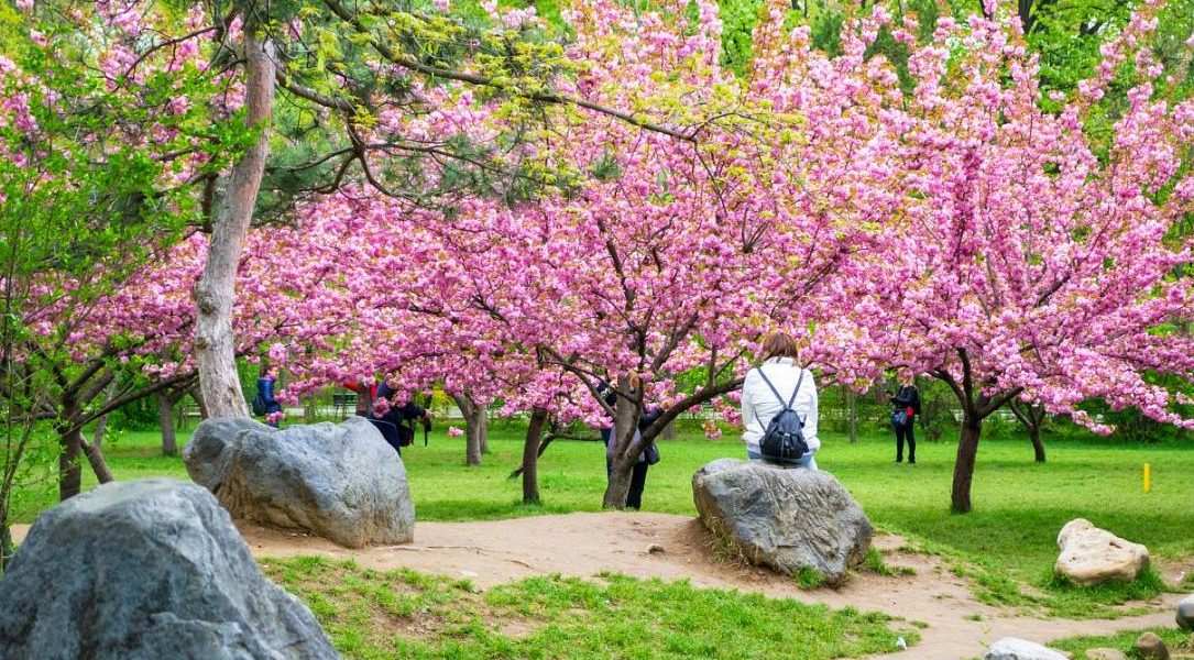 Hanami la București: Parcul Regele Mihai I, scăldat în flori de cireș
