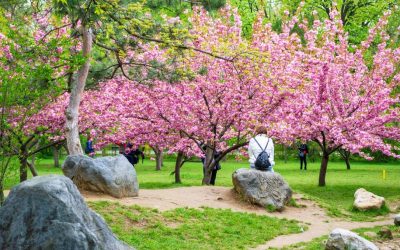 Hanami la București: Parcul Regele Mihai I, scăldat în flori de cireș