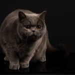 Kira Kiralina, „Ursoaica” din Bucovina, cea mai frumoasă pisică din Europa