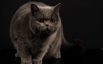 Kira Kiralina, „Ursoaica” din Bucovina, cea mai frumoasă pisică din Europa