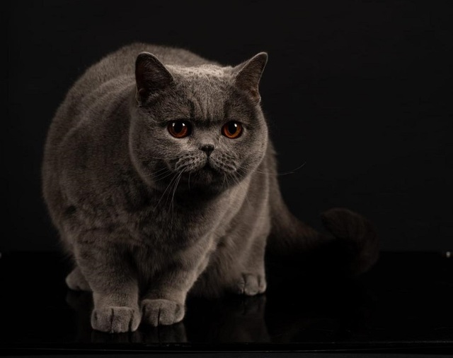 Kira Kiralina, „Ursoaica” din Bucovina, cea mai frumoasă pisică din Europa