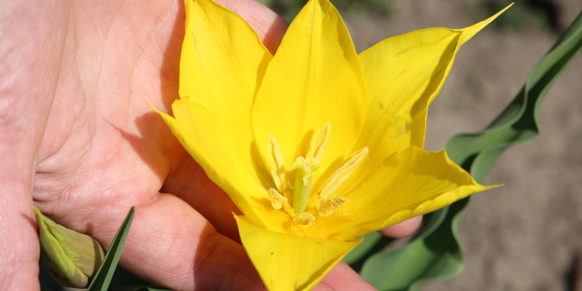 Floare Rară în Cazanele Dunării: Spectacolul Naturii uimește din nou