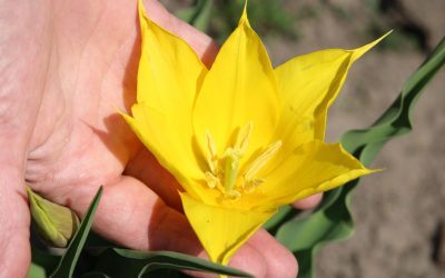 Floare Rară în Cazanele Dunării: Spectacolul Naturii uimește din nou