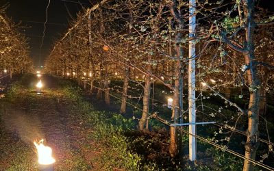 Arși 40.000 de euro peste noapte pentru a salva cireșii de îngheț