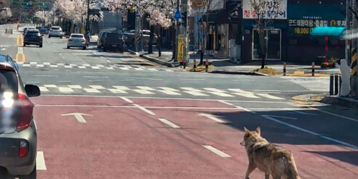 Lupul fugar din Coreea de Sud, celebru după 9 zile de libertate