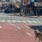 Lupul fugar din Coreea de Sud, celebru după 9 zile de libertate