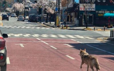 Lupul fugar din Coreea de Sud, celebru după 9 zile de libertate