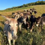 Inflație record în Argentina: Javier Milei promite reforme, populația mănâncă măgar