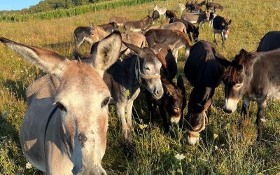 Inflație record în Argentina: Javier Milei promite reforme, populația mănâncă măgar