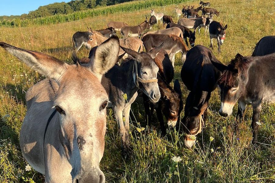 Inflație record în Argentina: Javier Milei promite reforme, populația mănâncă măgar