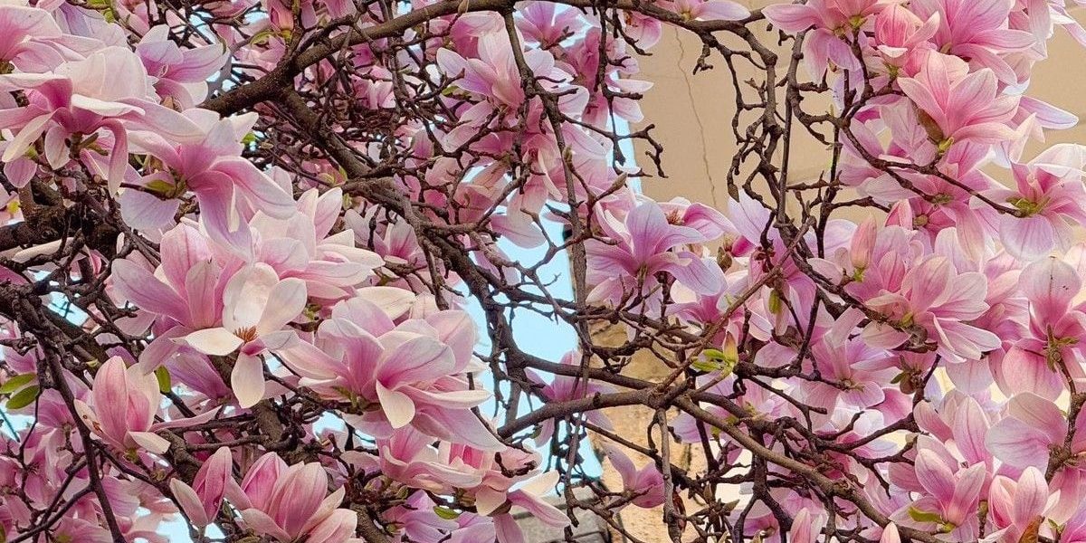 Vreme de primăvară în România: Mercurul urcă la 20 de grade până pe 26 aprilie