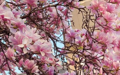 Vreme de primăvară în România: Mercurul urcă la 20 de grade până pe 26 aprilie