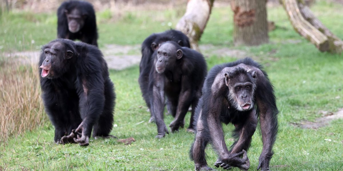 Cimpanzeii sălbatici, divizați iremediabil în 2018: un „război” fără pace