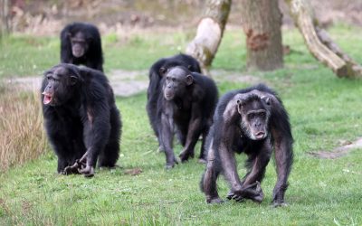 Cimpanzeii sălbatici, divizați iremediabil în 2018: un „război” fără pace