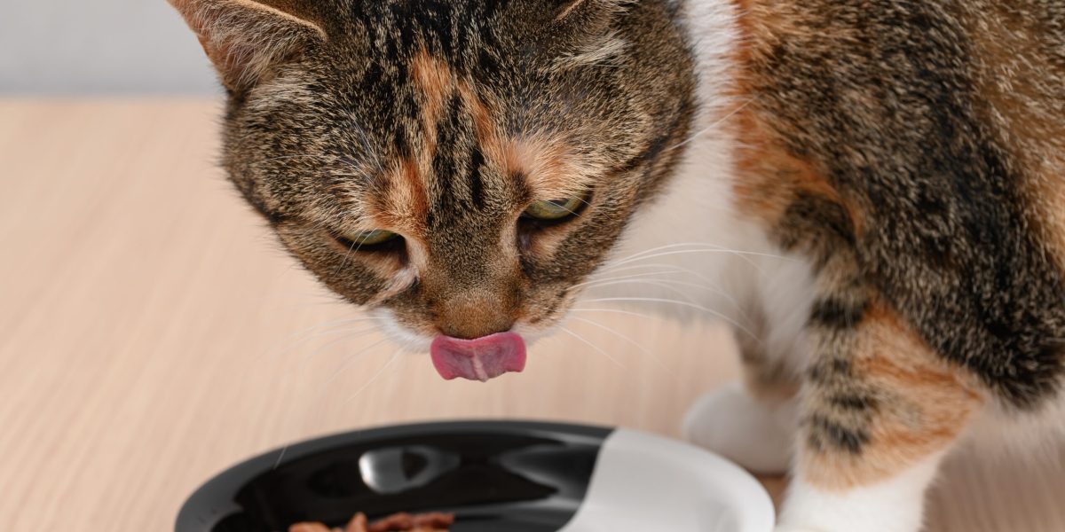 Încălzești mâncarea pisicii? Studiul care îți arată de ce e crucial!