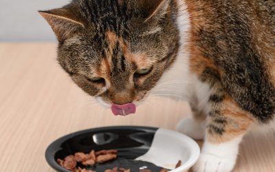 Încălzești mâncarea pisicii? Studiul care îți arată de ce e crucial!