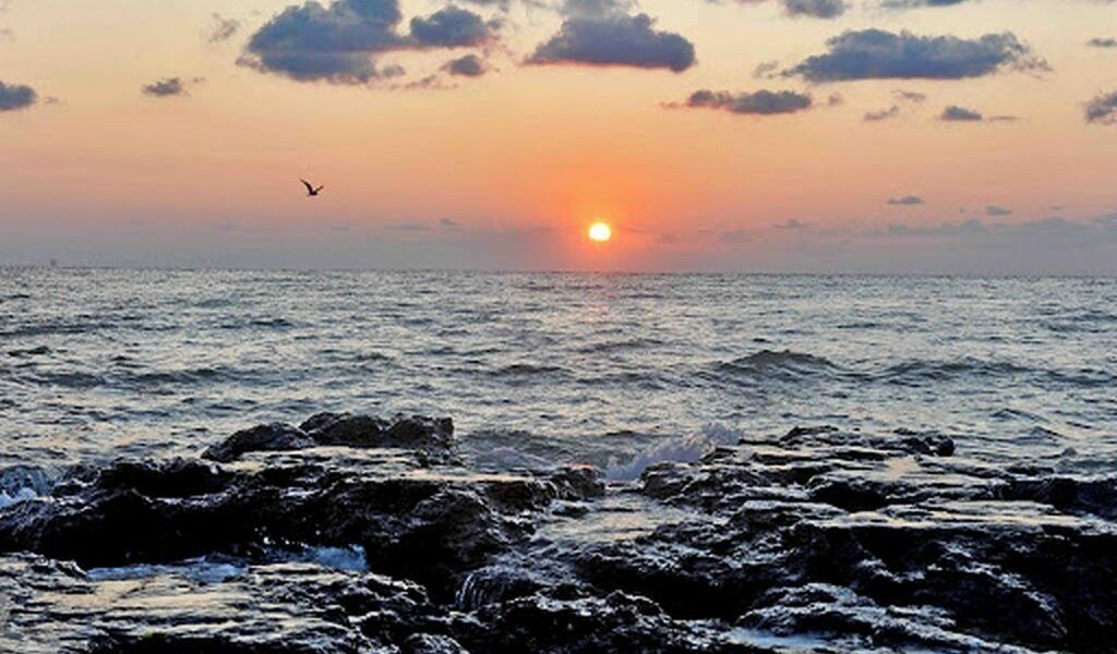 Virus mortal din fructe de mare: Atac asupra oamenilor, boală cronică garantată