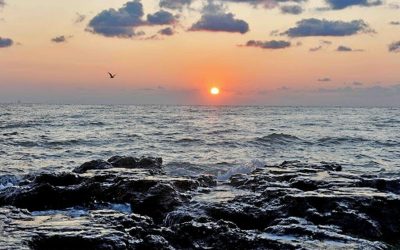 Virus mortal din fructe de mare: Atac asupra oamenilor, boală cronică garantată