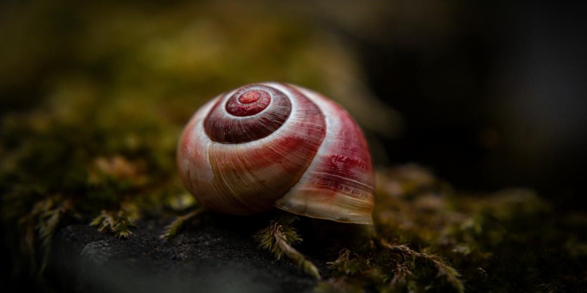 Melcul vampir, terifiantul „candidat” al Italiei la titlul de Moluscă a Anului