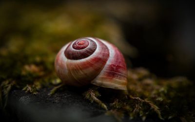 Melcul vampir, terifiantul „candidat” al Italiei la titlul de Moluscă a Anului