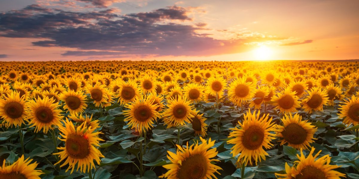 Afla de ce norii au forme diferite: Testul de cultură generală